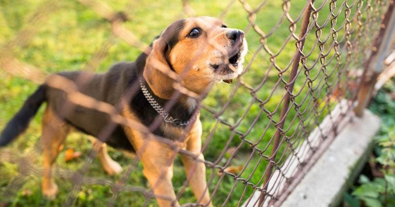 dog barking behind fence
