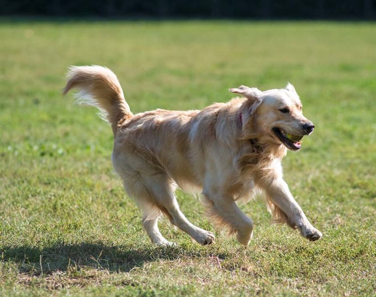 Do Dogs Deter Burglars A Look At The Statistics Home Awesomation