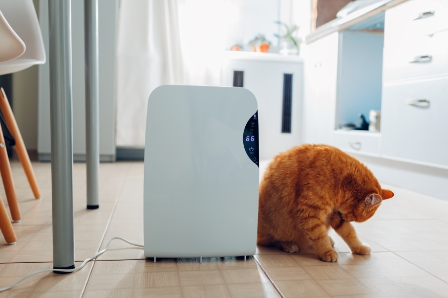A cat standing next to a dehumidifier