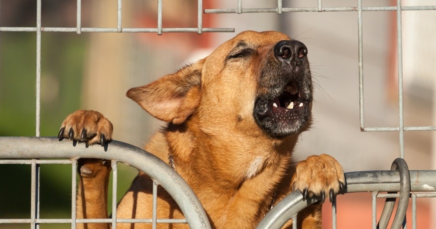a dog barking through the fence