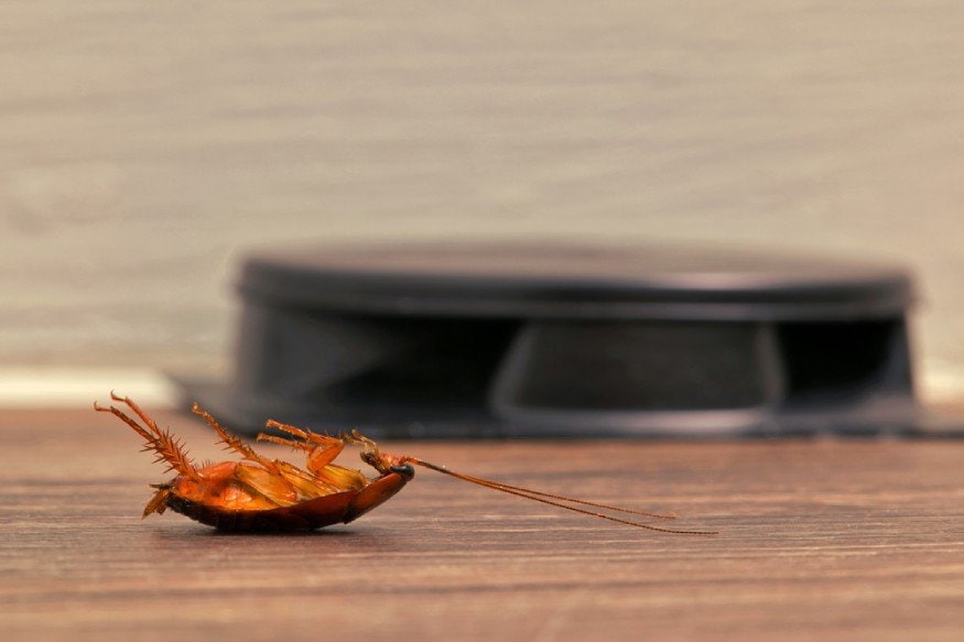Picture of a dead cockroach